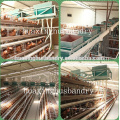 Corrosion Resistant chicken cages coops for chicken shed